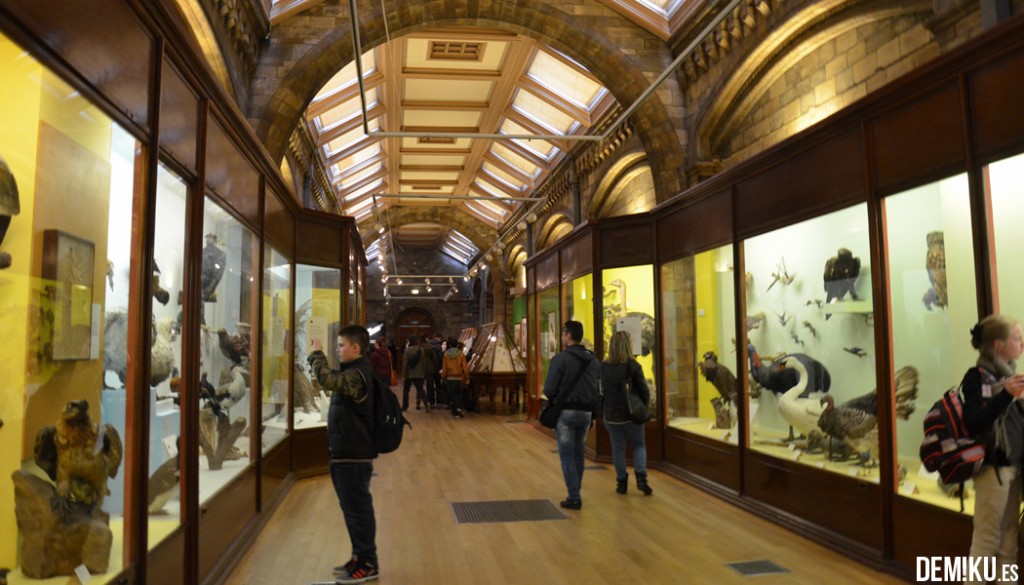 museo-historia-natural-Londres (5)