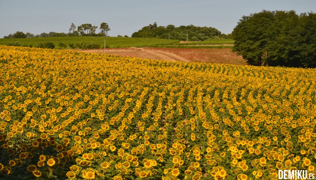 girasoles_francia_1