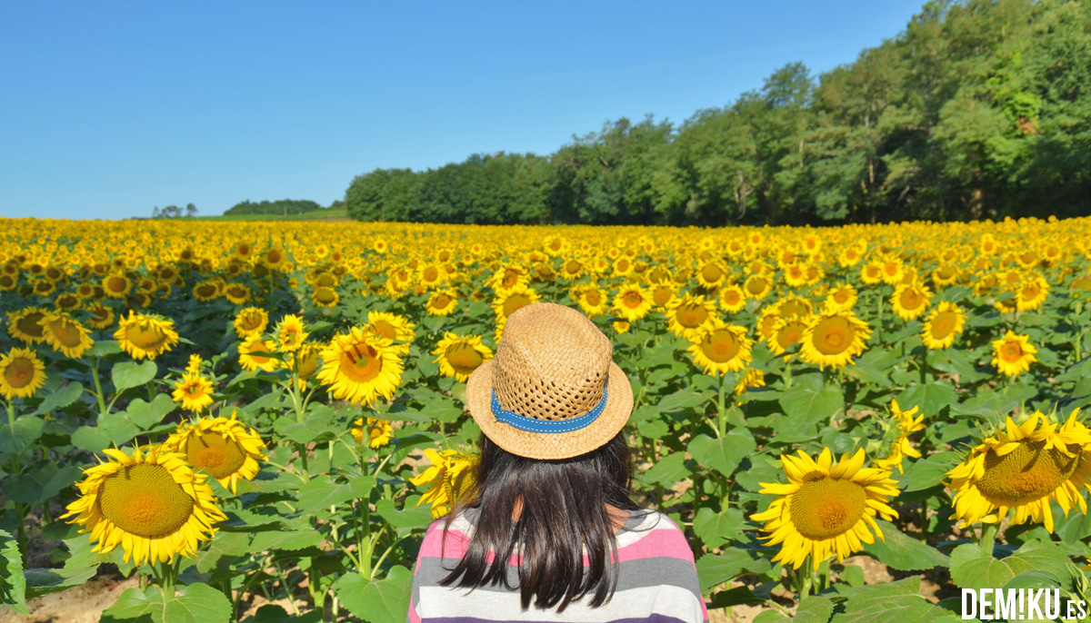 Girasoles en Francia, cerca de Burdeos