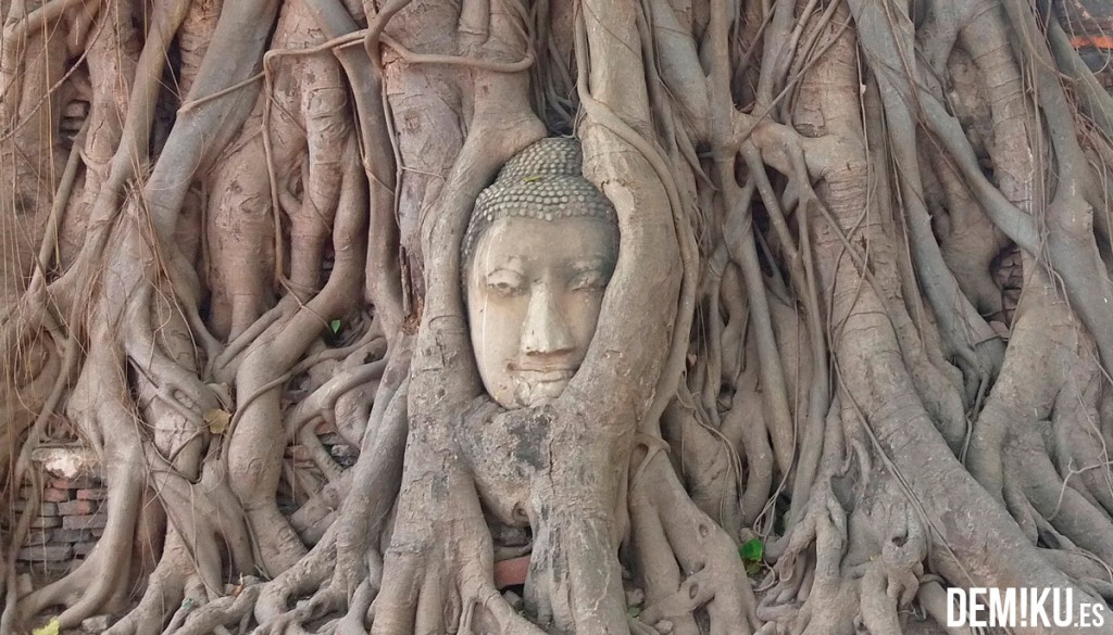 Buda árbol Wat Phra Mahathat