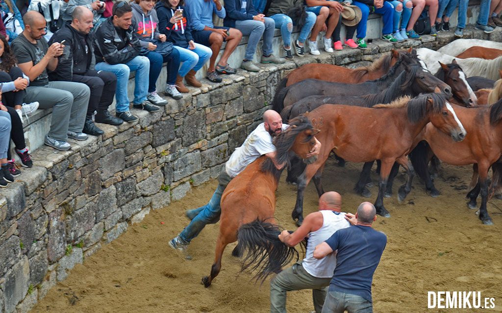 rapa-das-bestas-sabucedo-11