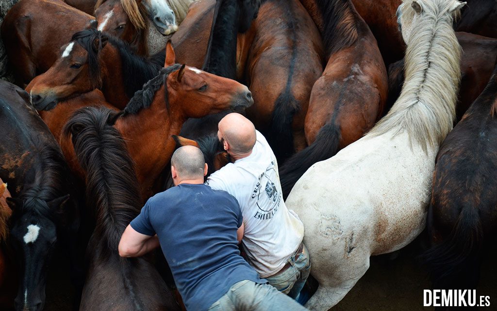 Rapa das Bestas de Sabucedo