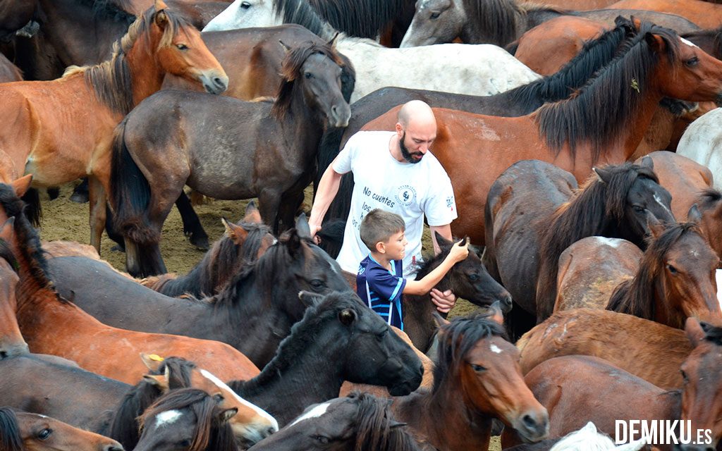 Rapa das Bestas de Sabucedo