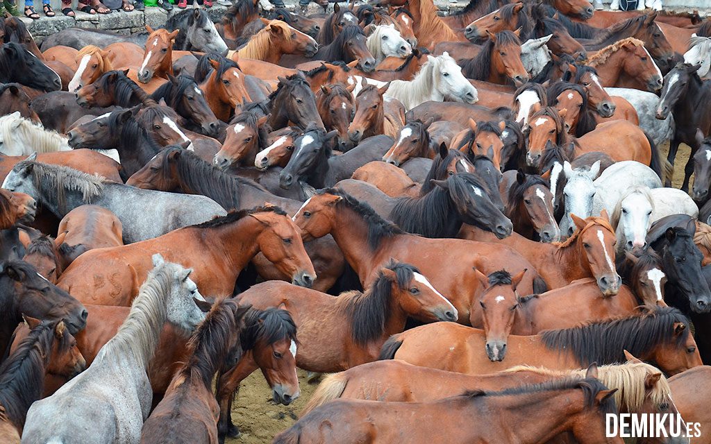 Rapa das Bestas de Sabucedo