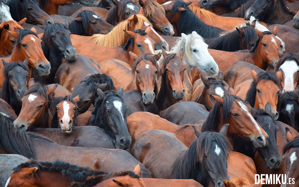 Rapa das Bestas de Sabucedo