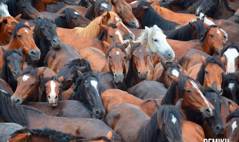 rapa-das-bestas-sabucedo-7