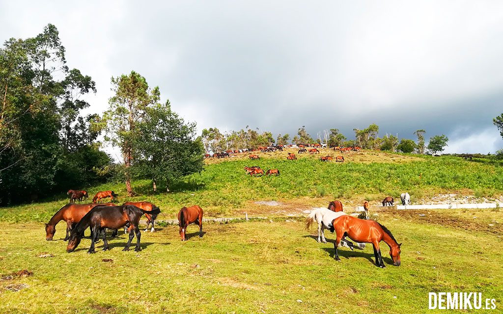 rapa-das-bestas-sabucedo-recinto