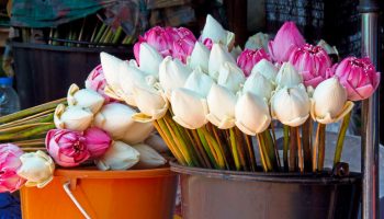 Flor de loto